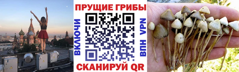 darknet как зайти  кракен   Игарка  Псилоцибиновые грибы ЛСД 